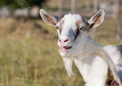 goat