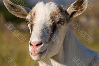 goat