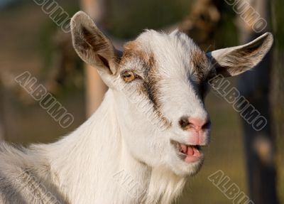 portrait of a goat