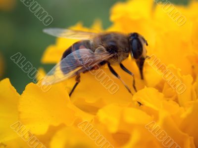 Insect on yellow flower