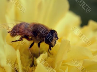 Insect on yellow flower