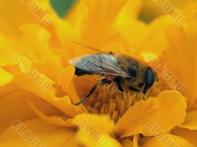 Insect on yellow flower