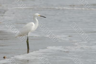 the ecuadorian white heron