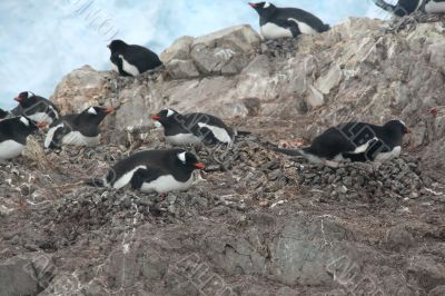 Gentoo penguins, nesting