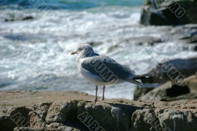 Herring gull on granite rock