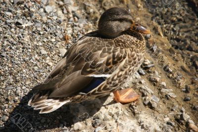 Female mallard duck
