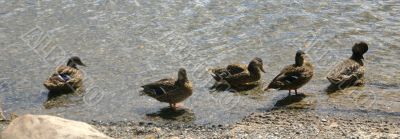 Ducks in a row