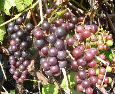 Grapes the Isabella unripe