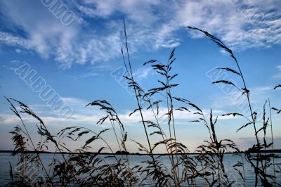evening rushes