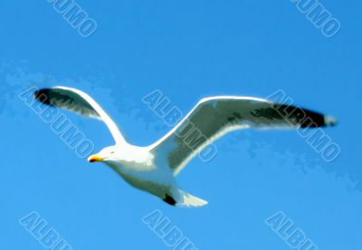 abstracted seagull against blue sky