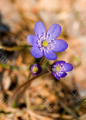 The beginning of spring