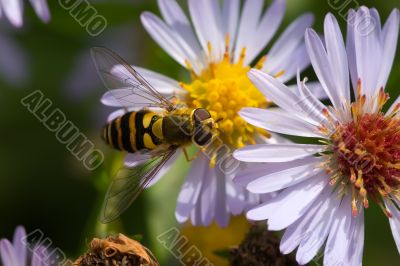 Hoverfly