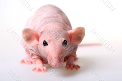 Naked rat