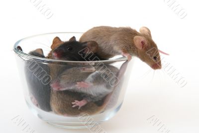 Mouse in a glass