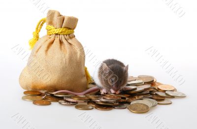 Little mouse sitting on a heap of coins