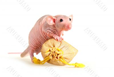 Naked rat