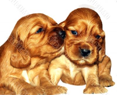 Two red puppies