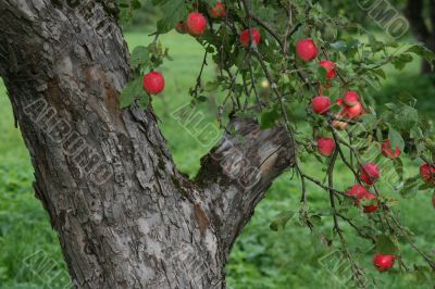 Red apples on tree with grass background