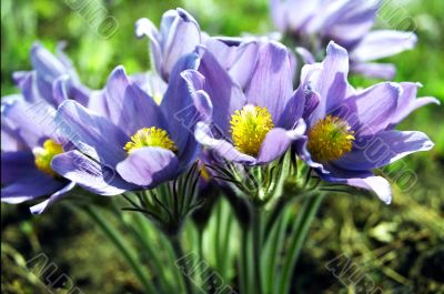 The violet spring flowers.