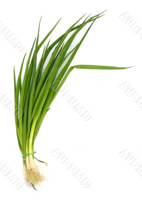 fresh chives