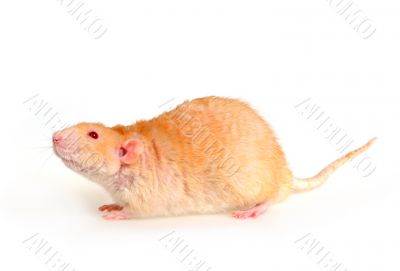 Rat on a white background