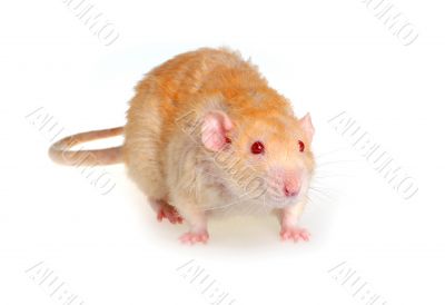 Rat on a white background