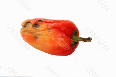 rotten pepper