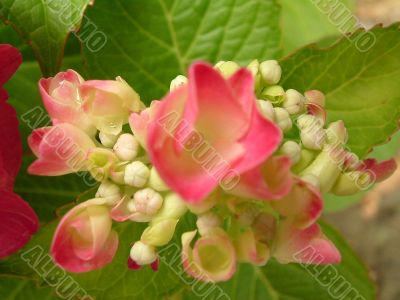 soft focus pink flower