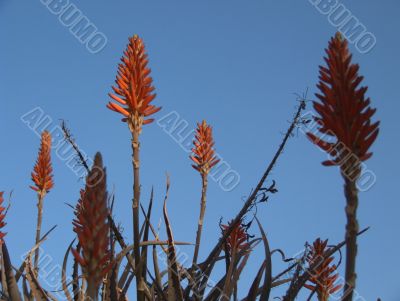 Aloe Forest