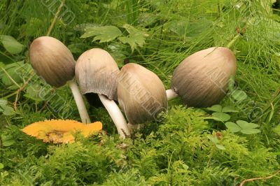 Poisonous Quartet