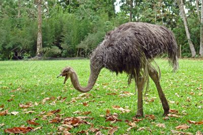 the ostrich