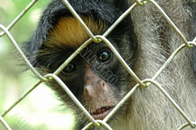 amazonian rainforest monkey