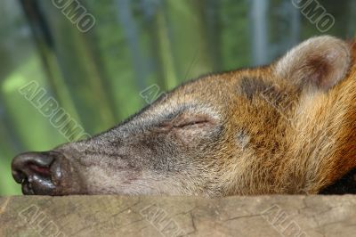 sleeping koati