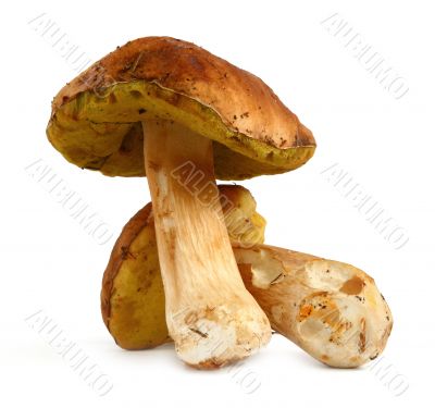 two boletus mushrooms