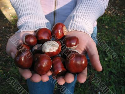 Young girl with and chestnuts