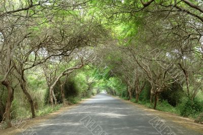 road to pacific ocean