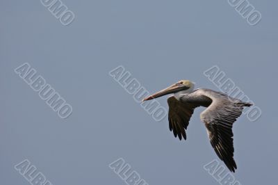 the ecuadorian pelican