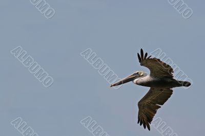 the ecuadorian pelican