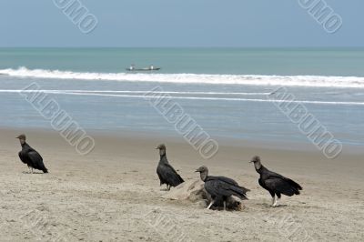 carrion-crows eating the dead turtle