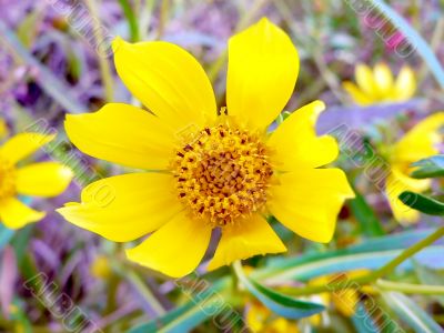 yellow wildflower