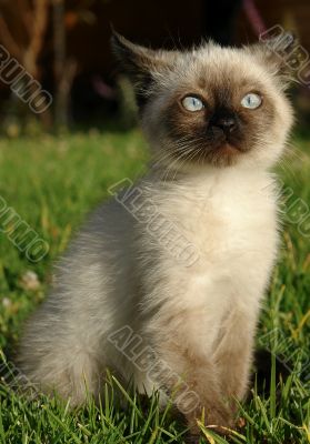 the siamese kitten