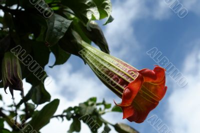 the ecuadorian flower