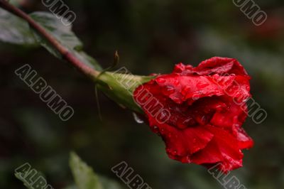 red flower after the rain