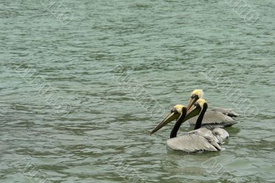 three pelicans on pacific ocean