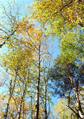 The tree and sky in autumn.