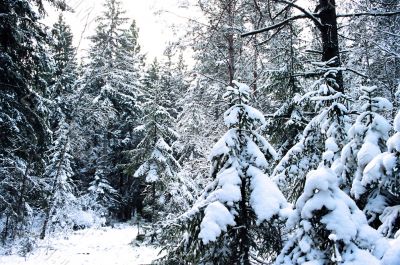 Summer. Christmas. In the snowy forest.