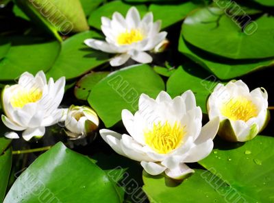 White water lilies.