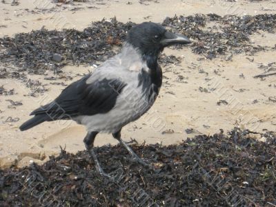 crow on the beach