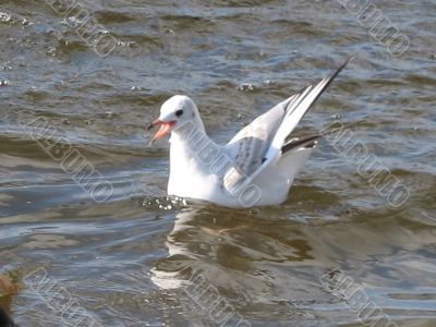swimming gull with open beak