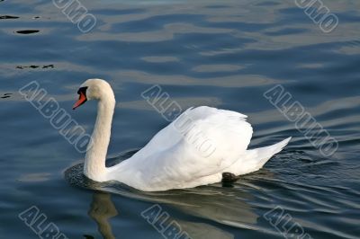 Swimming swan